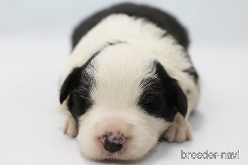 成約済の神奈川県のボーダーコリー-304591の4枚目